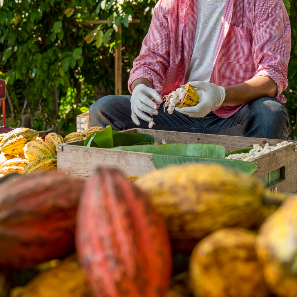 Leonidas contribuie concret la combaterea defrișărilor, respectarea drepturilor omului (inclusiv interzicerea muncii copiilor) și la creșterea randamentului agricol.